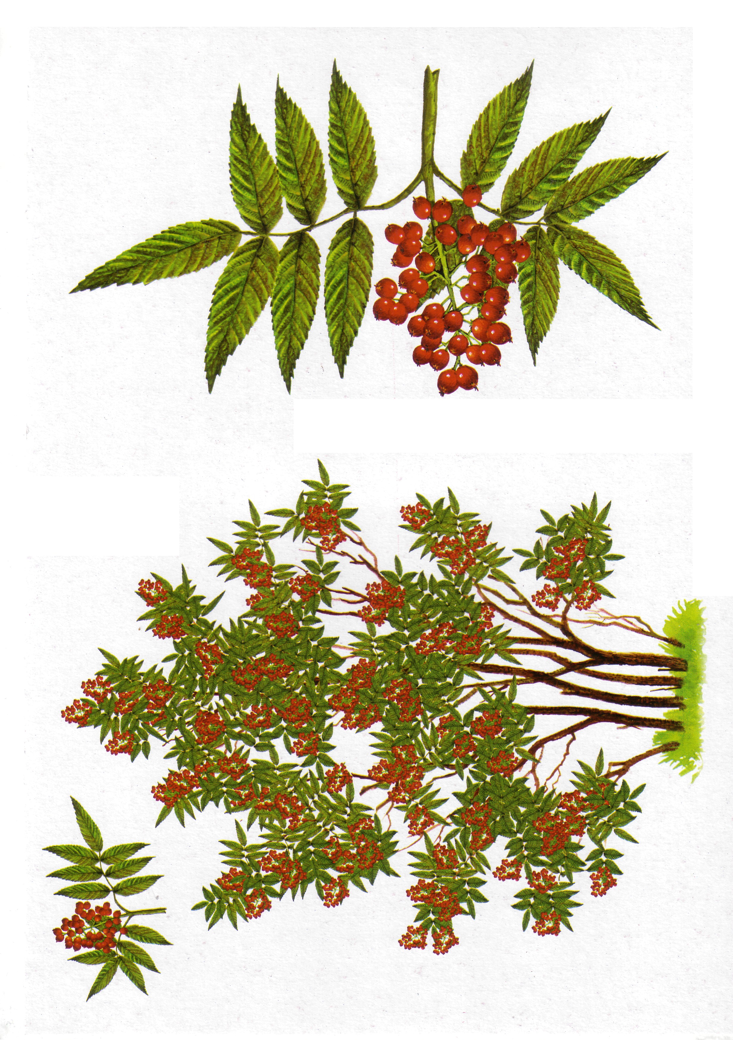 Карточки с деревьями кустарниками листьями и грибами