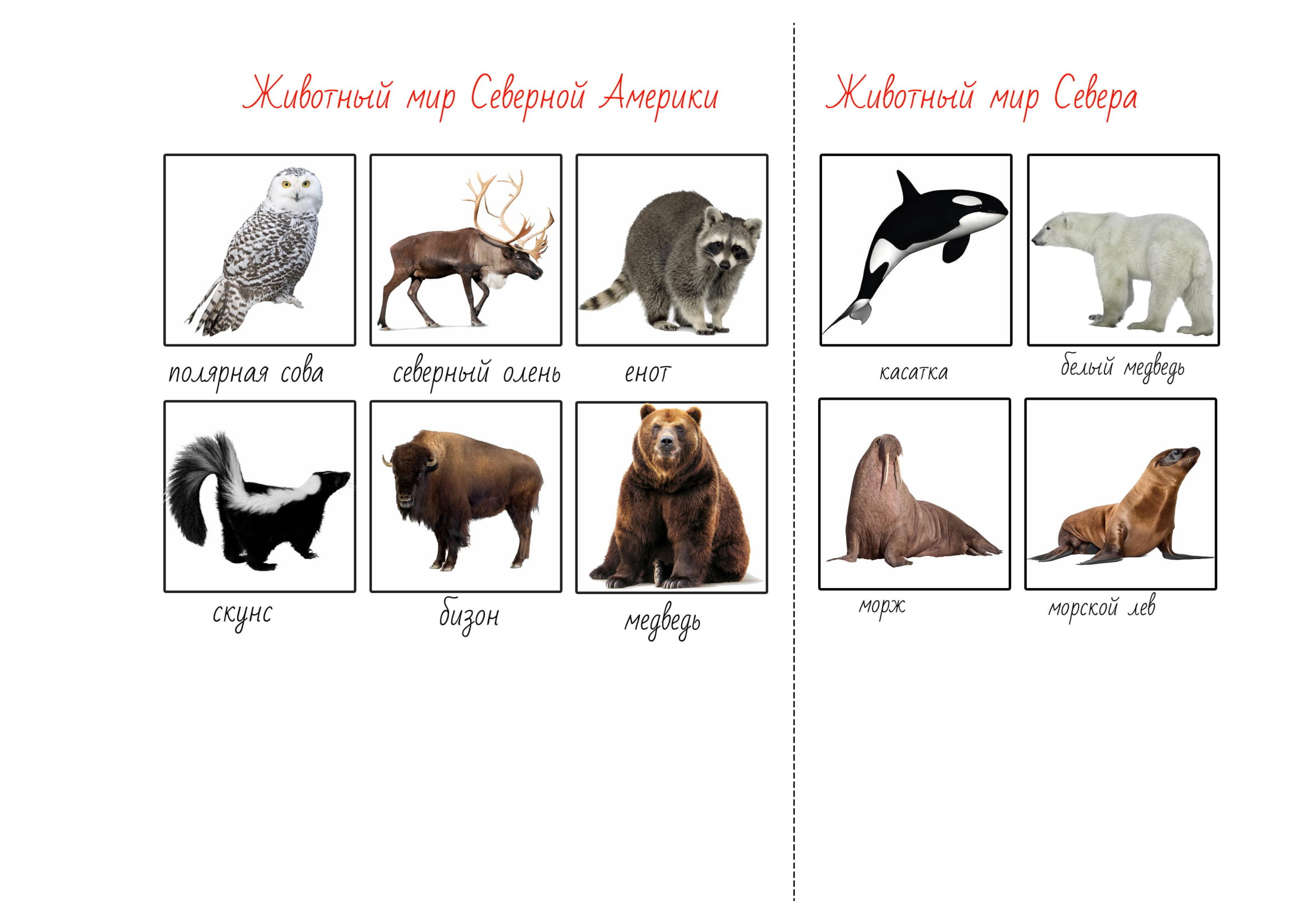 Животные африки впр 4 класс