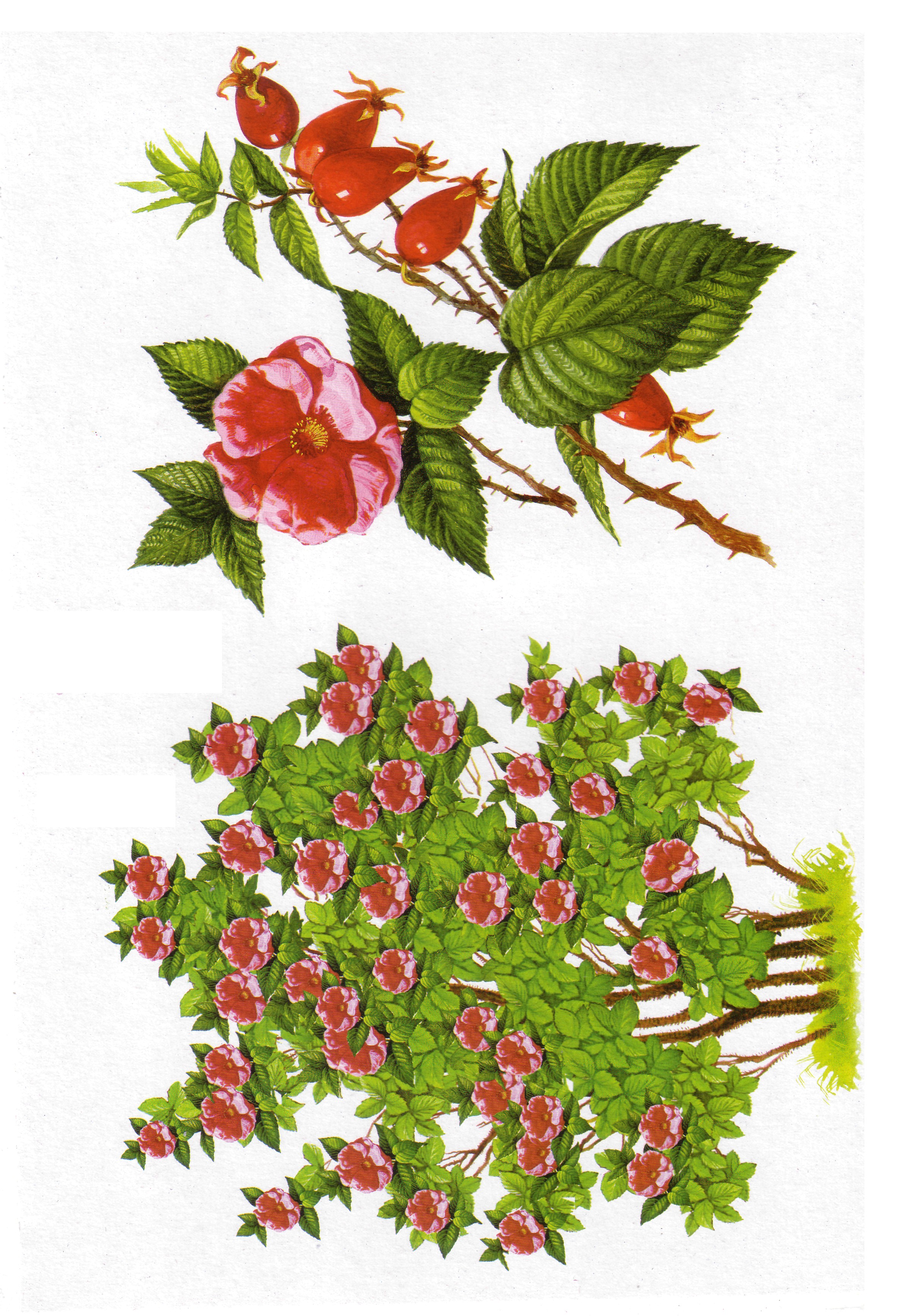 Карточки с деревьями кустарниками листьями и грибами