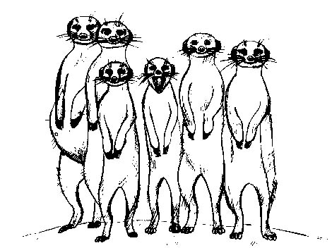 Сурикаты стоят на задних лапках