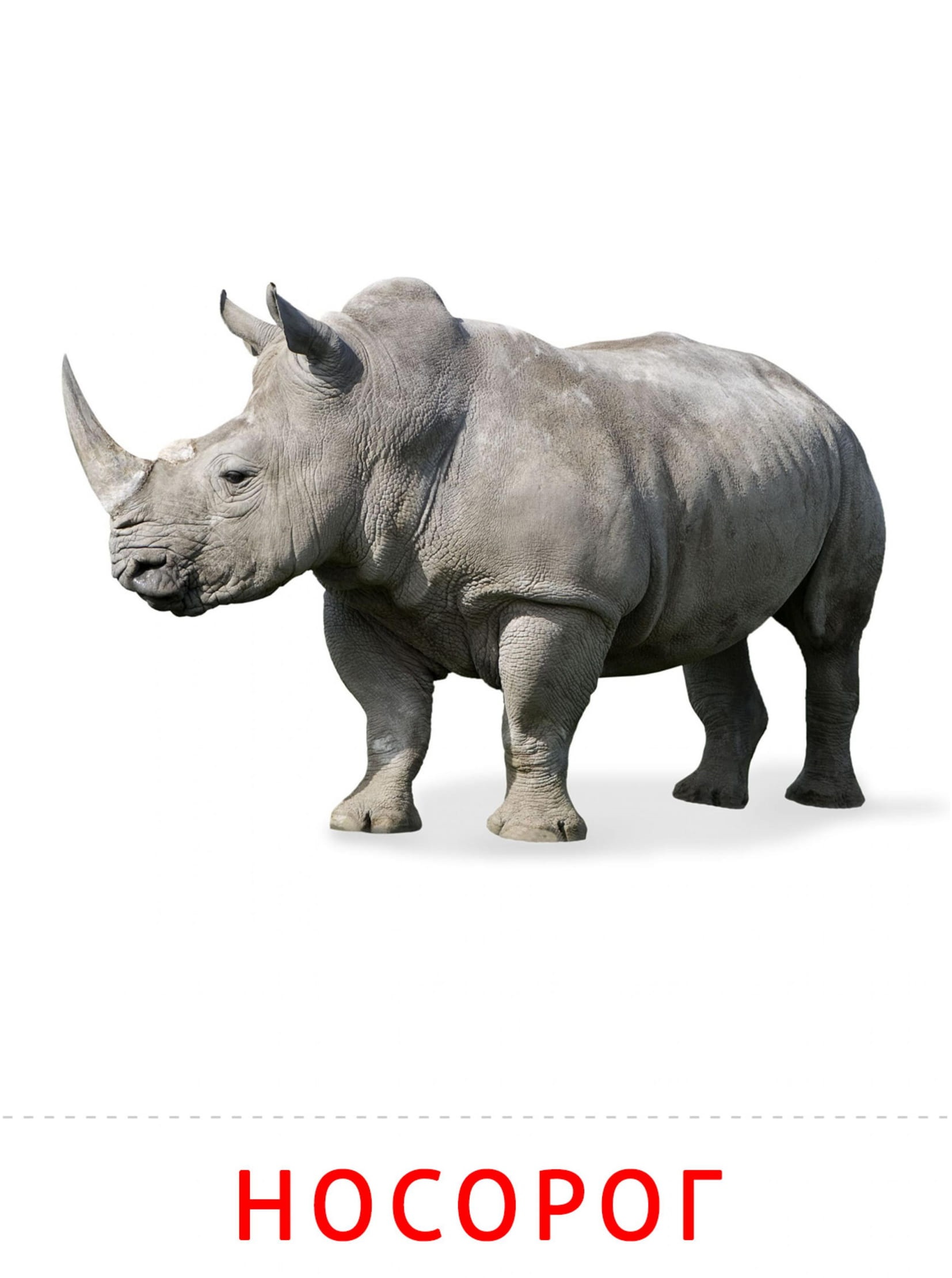 Карточки животные