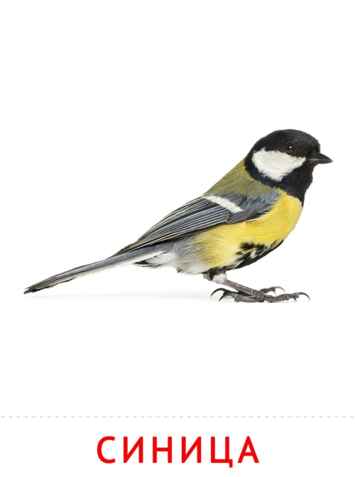 Карточки птицы