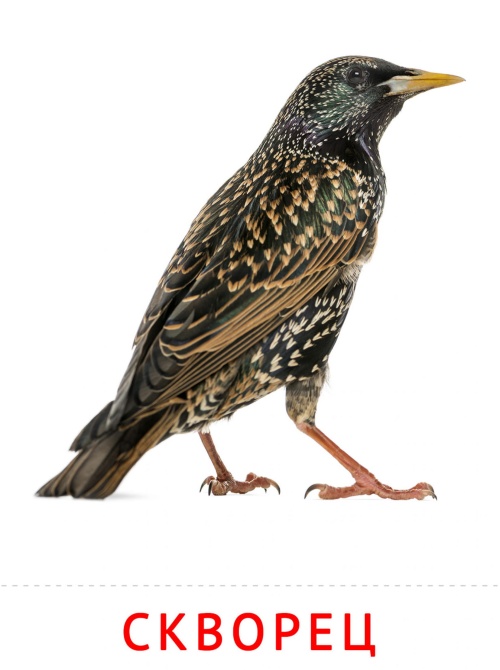Карточки птицы