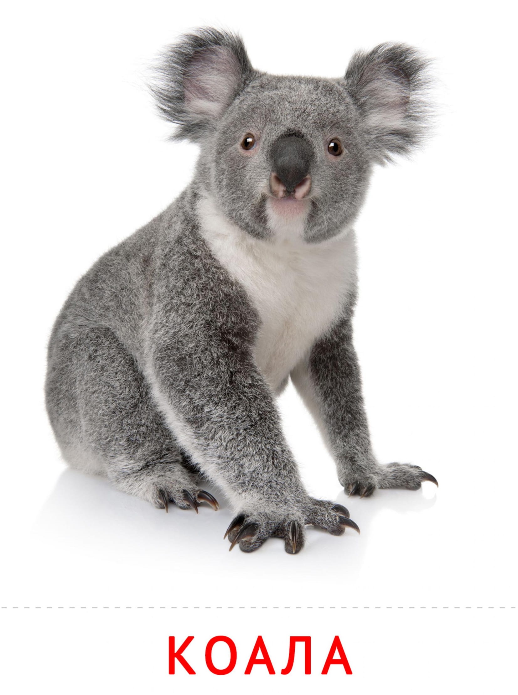 Карточки животные