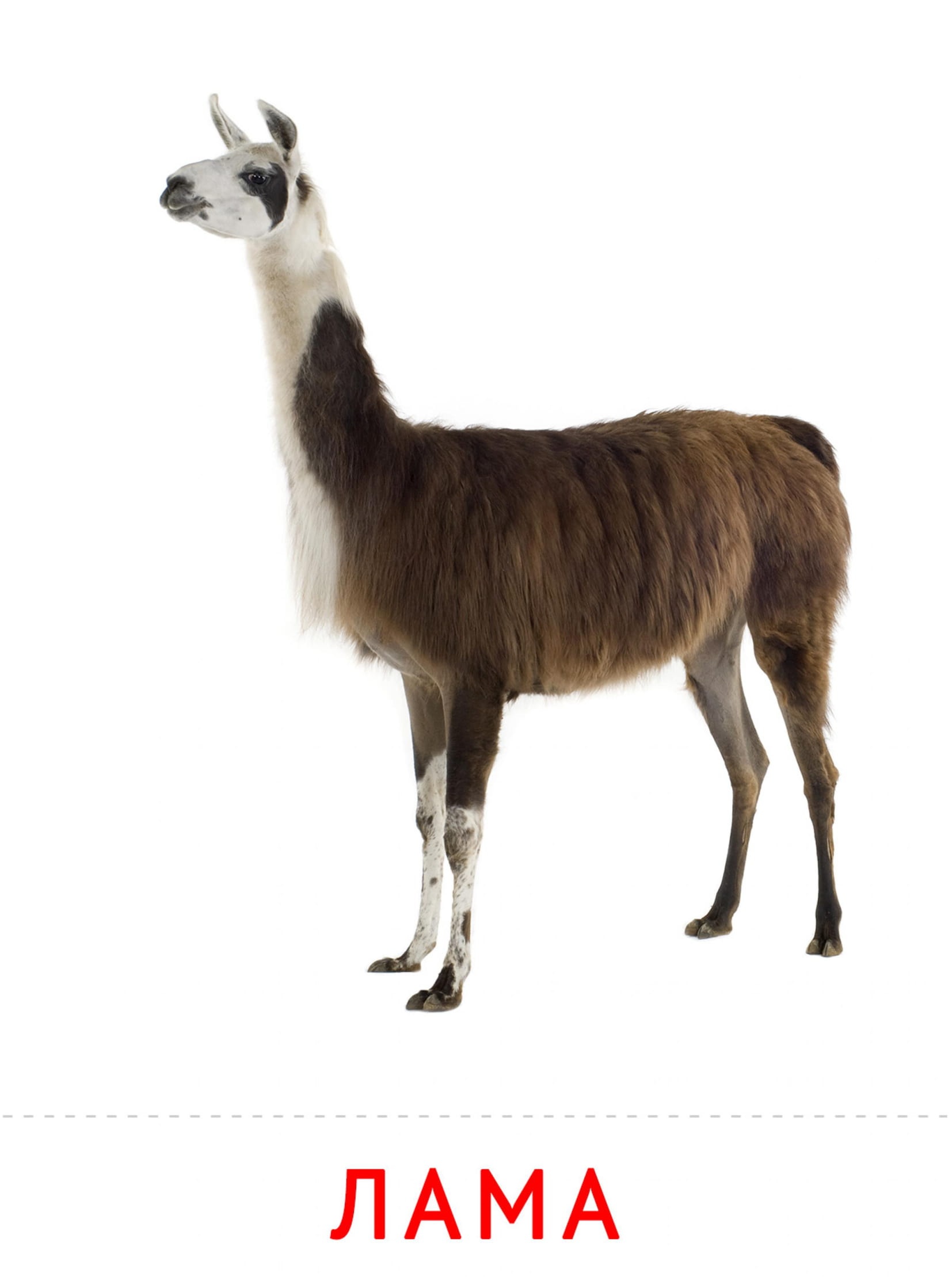 Карточки животные