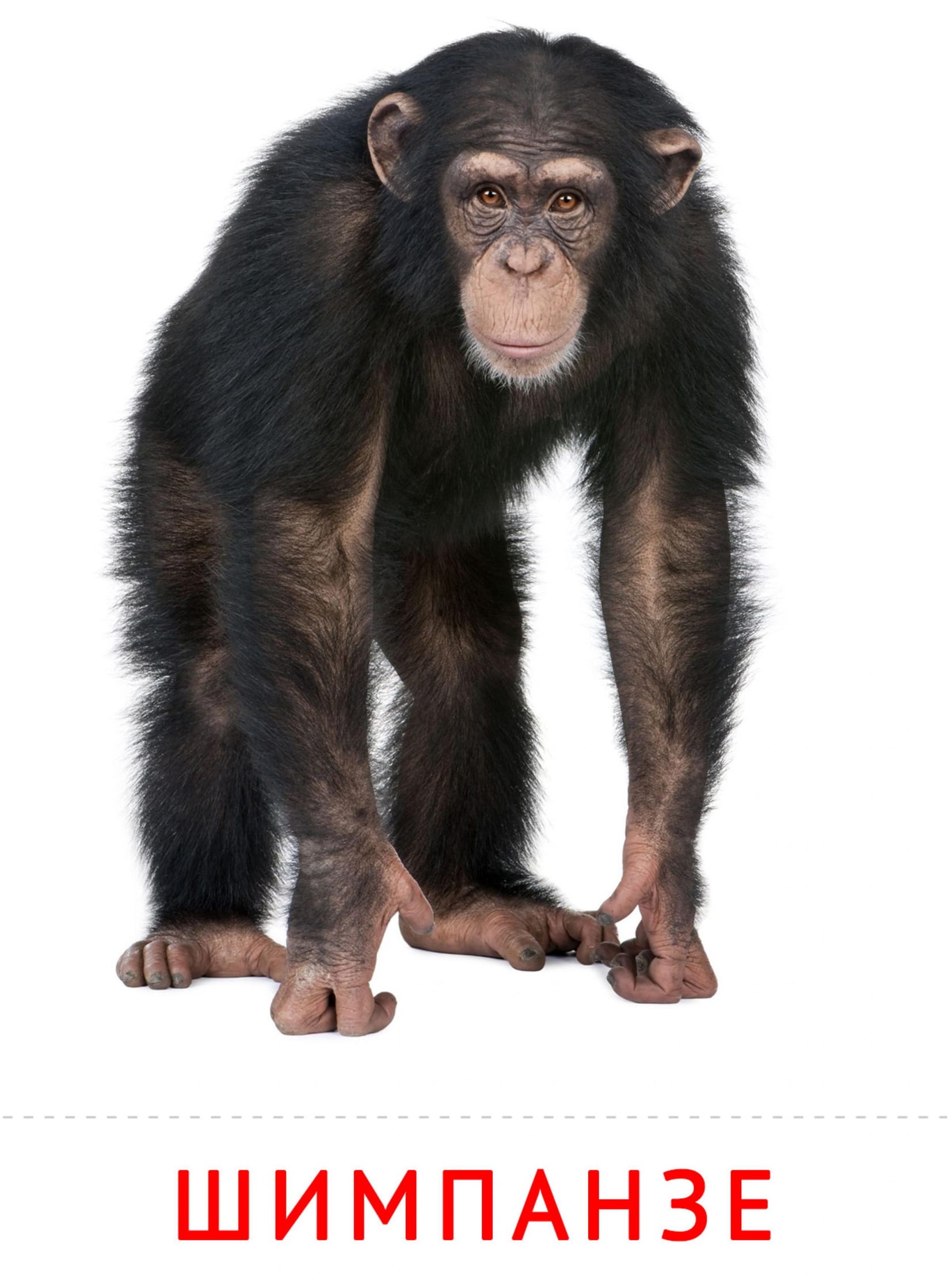 Карточки животные