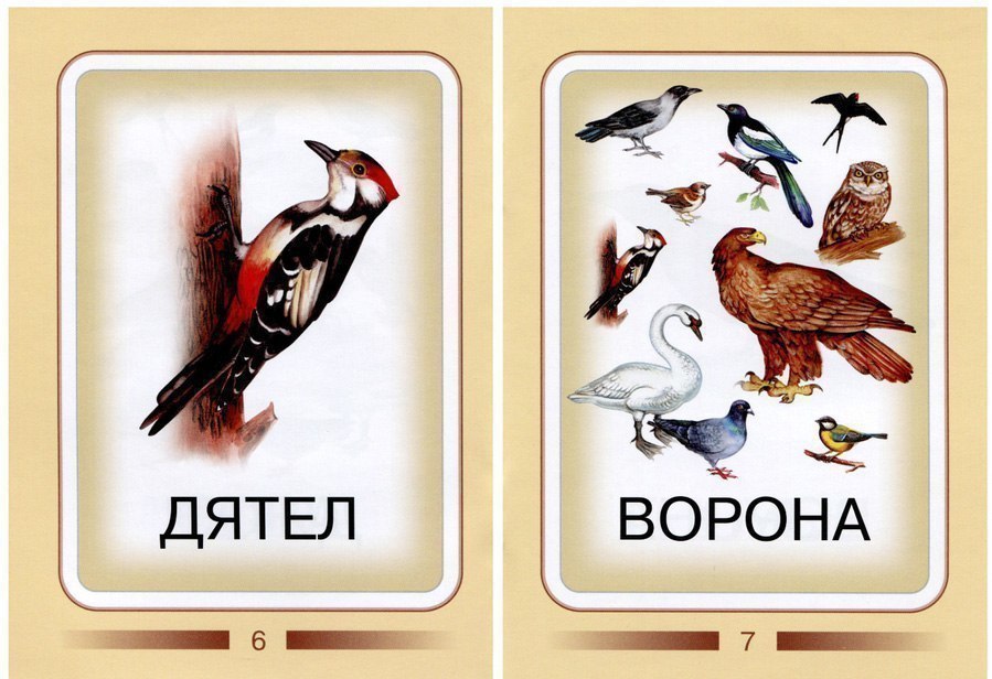 Карточки для изучения птиц с детьми