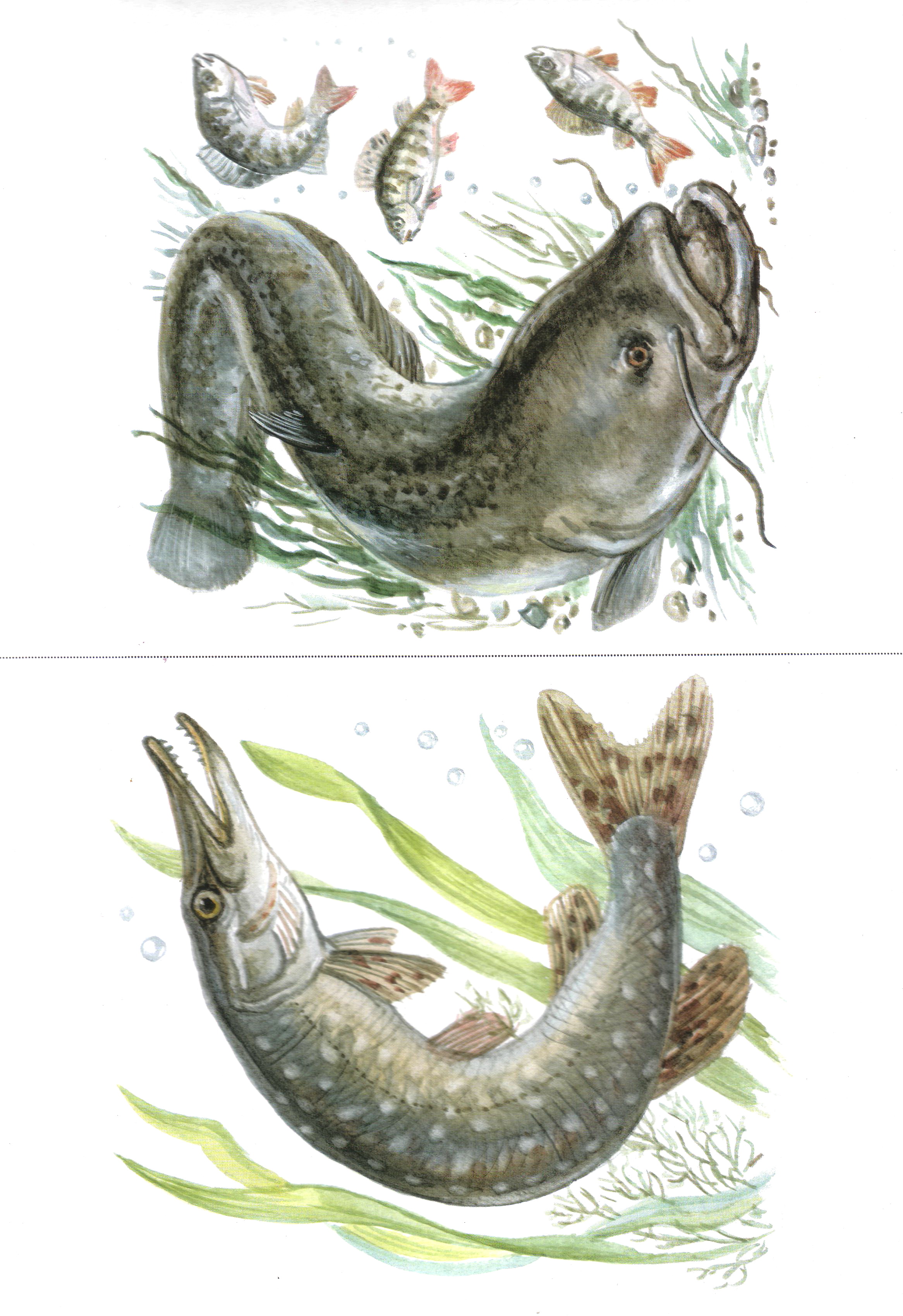 Карточки с рыбами