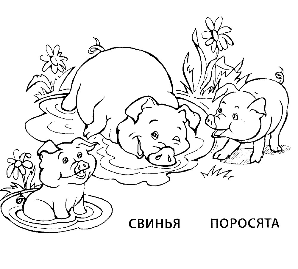 Свинья с поросятами  и просто раскраски хрюшек и кабанов