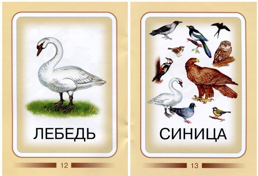 Карточки для изучения птиц с детьми