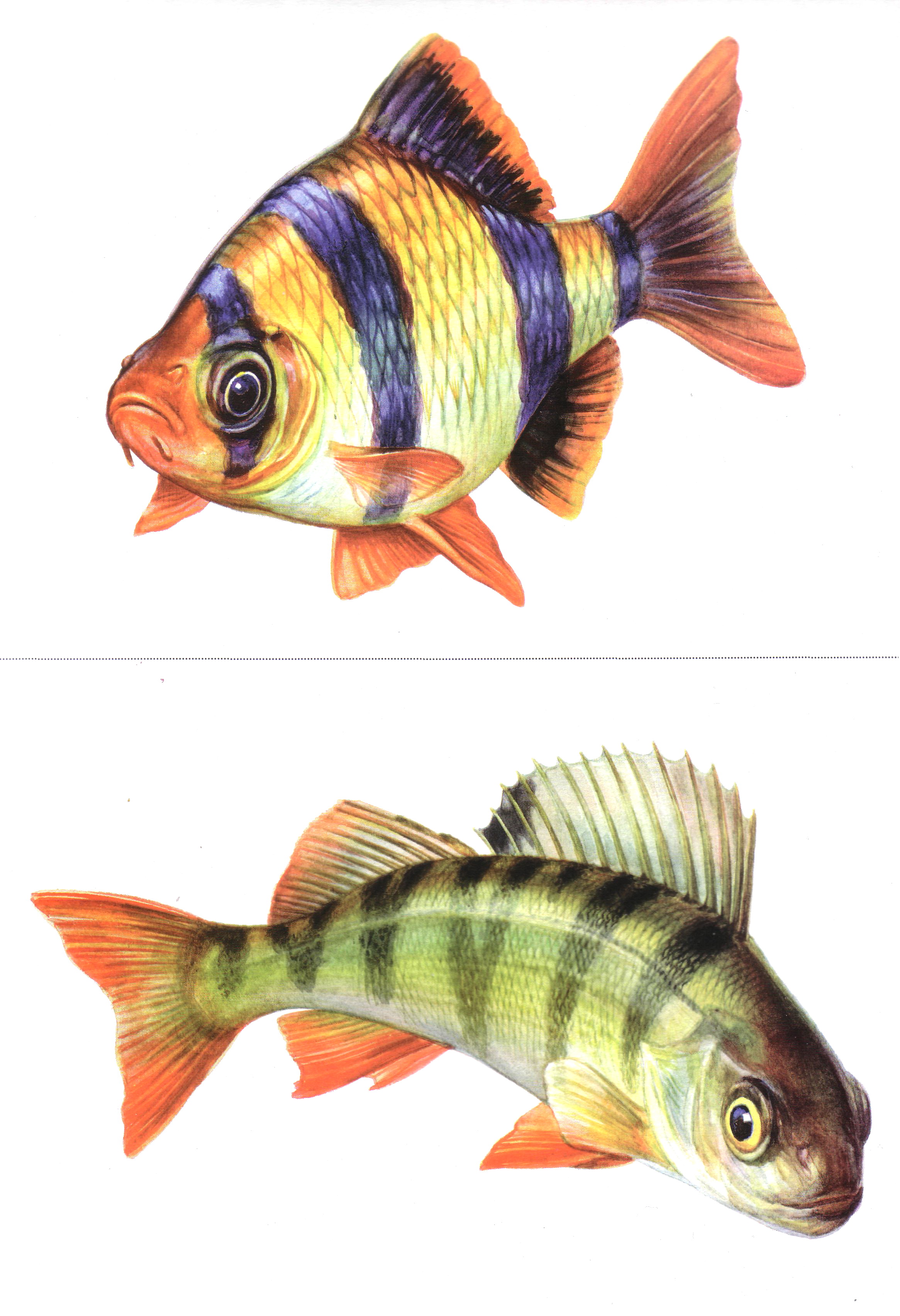 Карточки с рыбами