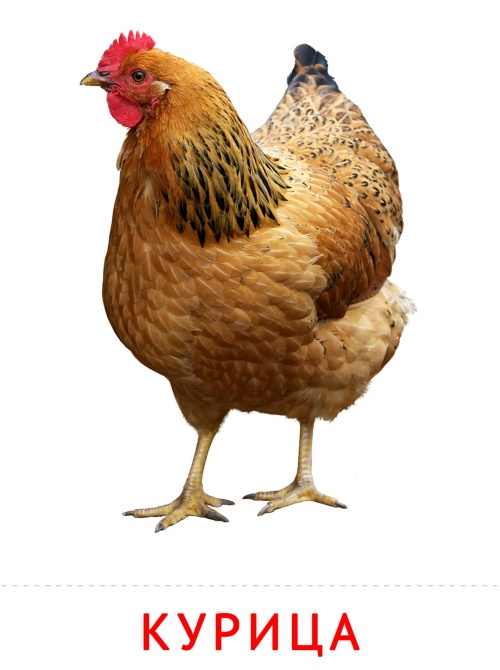 Карточки птицы