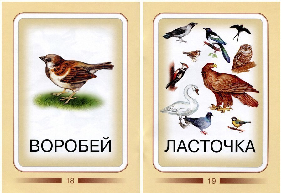 Карточки для изучения птиц с детьми