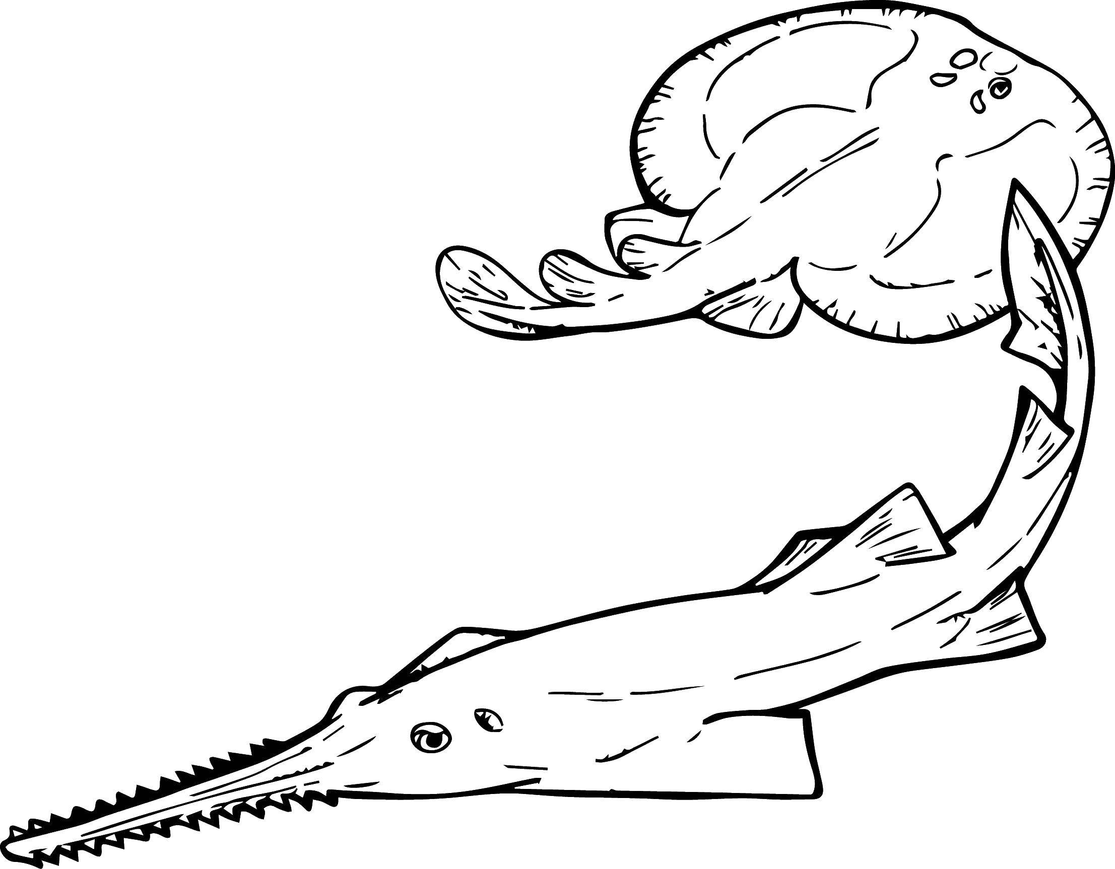 Раскраски с морскими речными и аквариумными рыбами  а также обитателями морей...