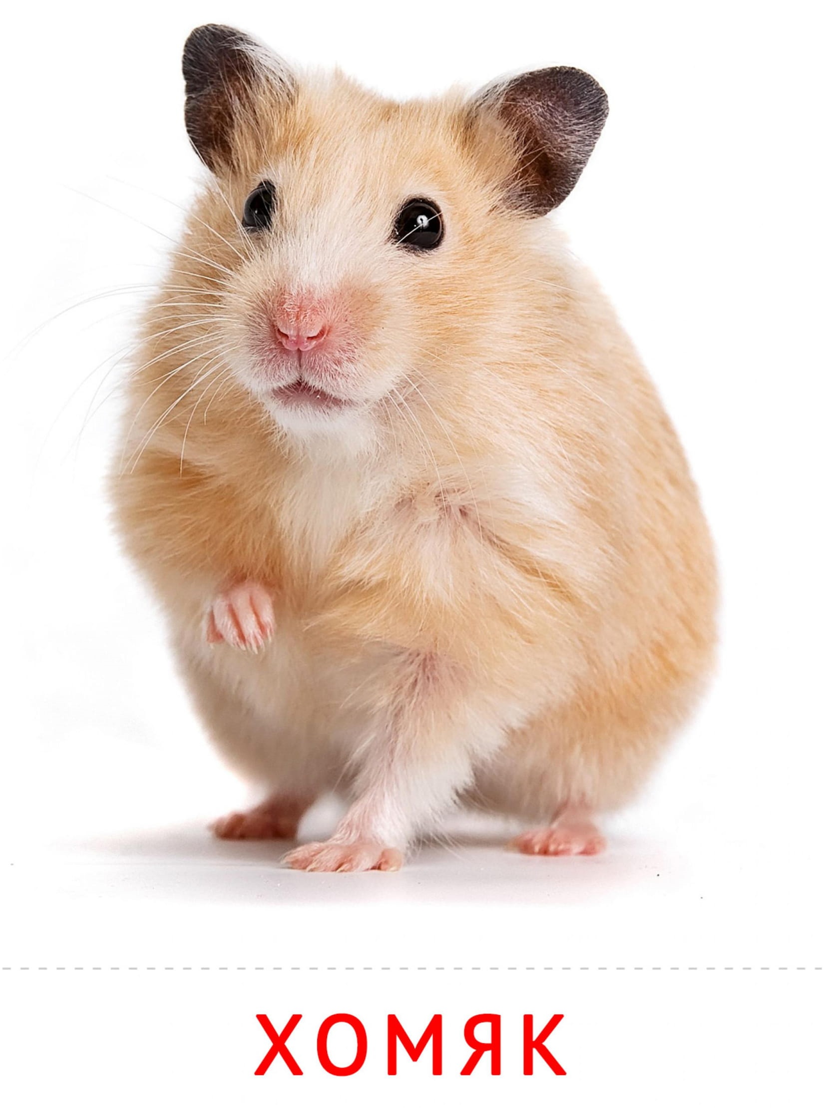 Карточки животные