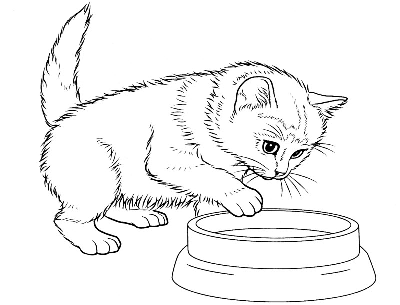 Котята для девочек