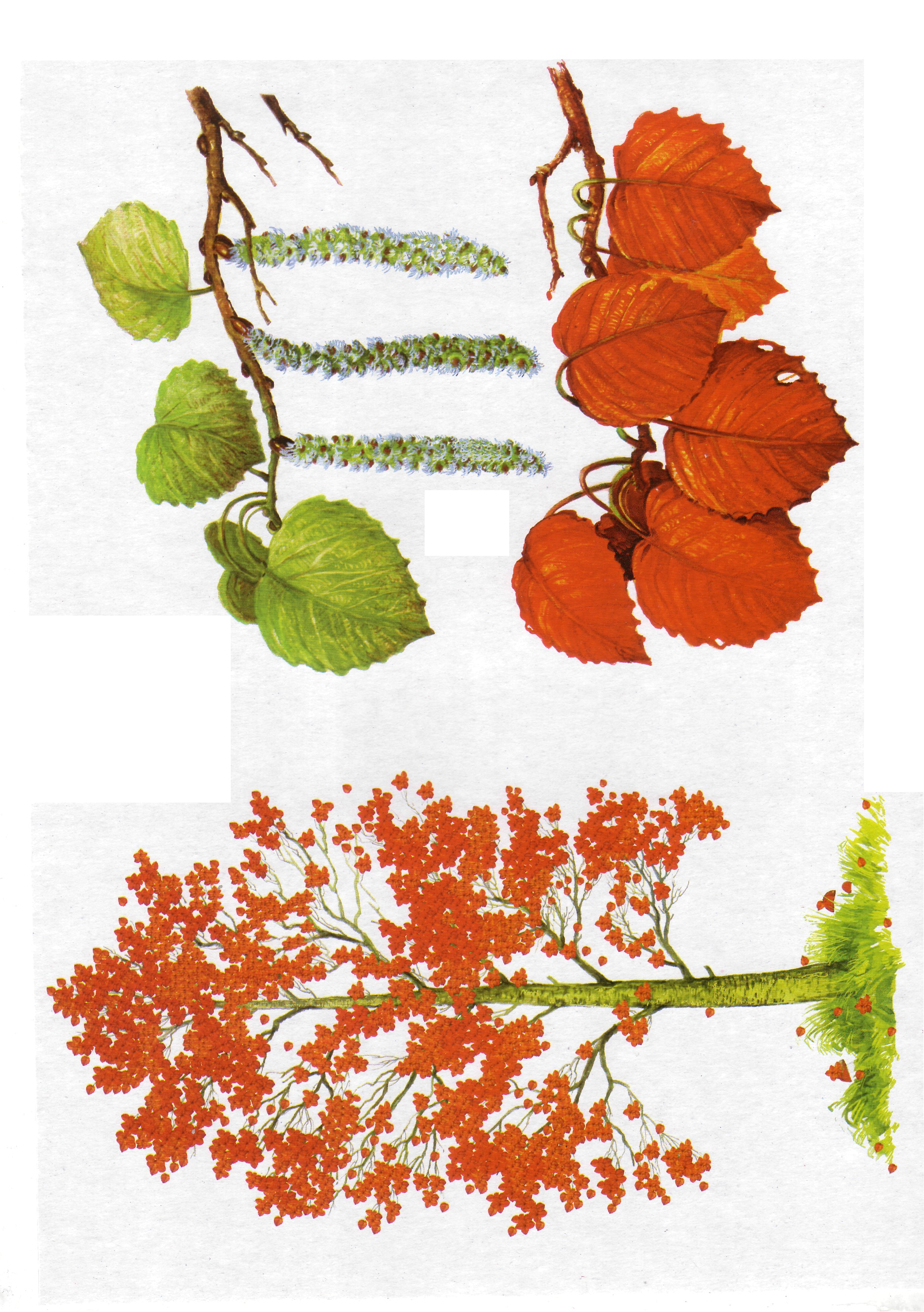 Карточки с деревьями кустарниками листьями и грибами