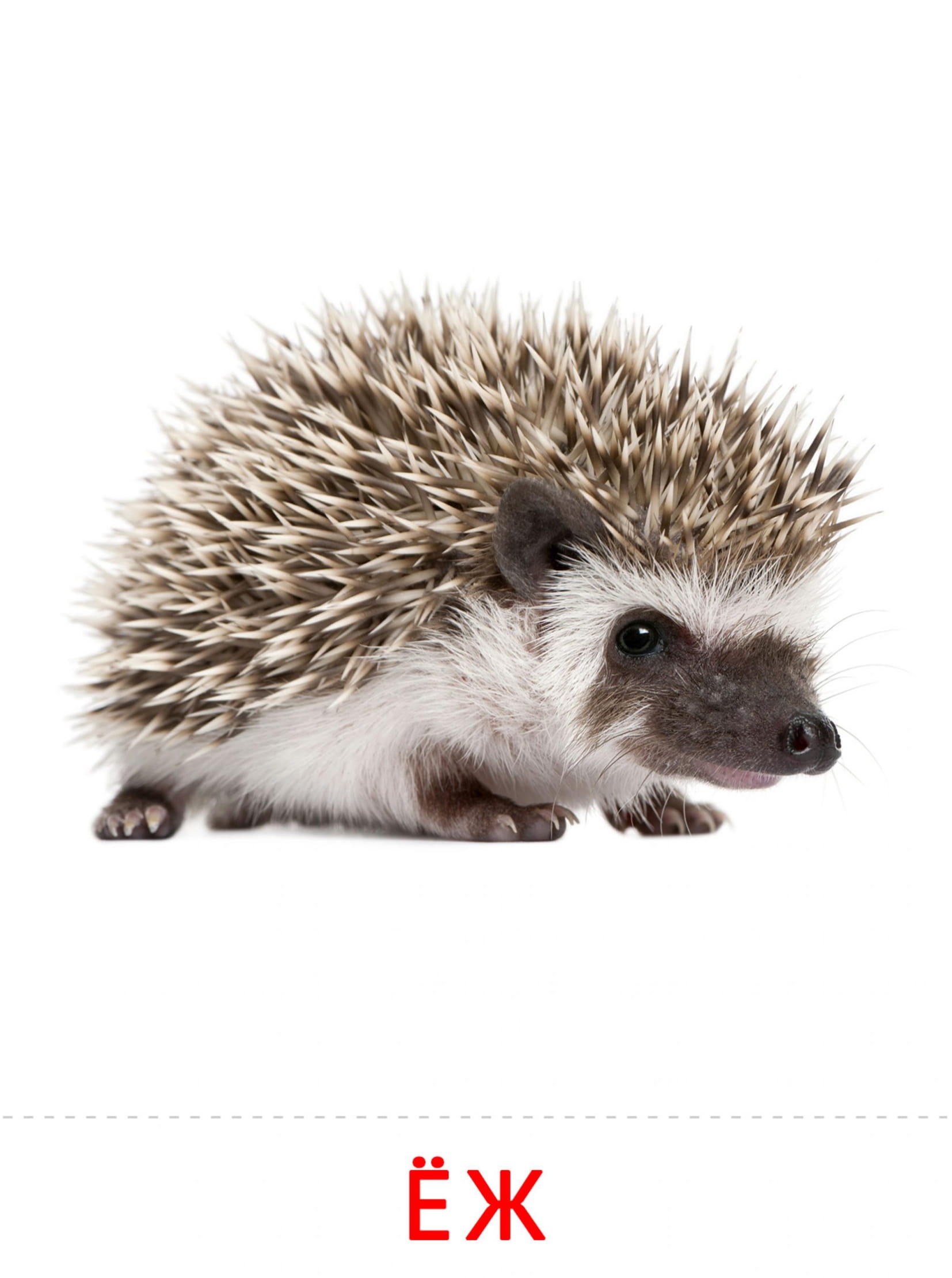 Карточки животные