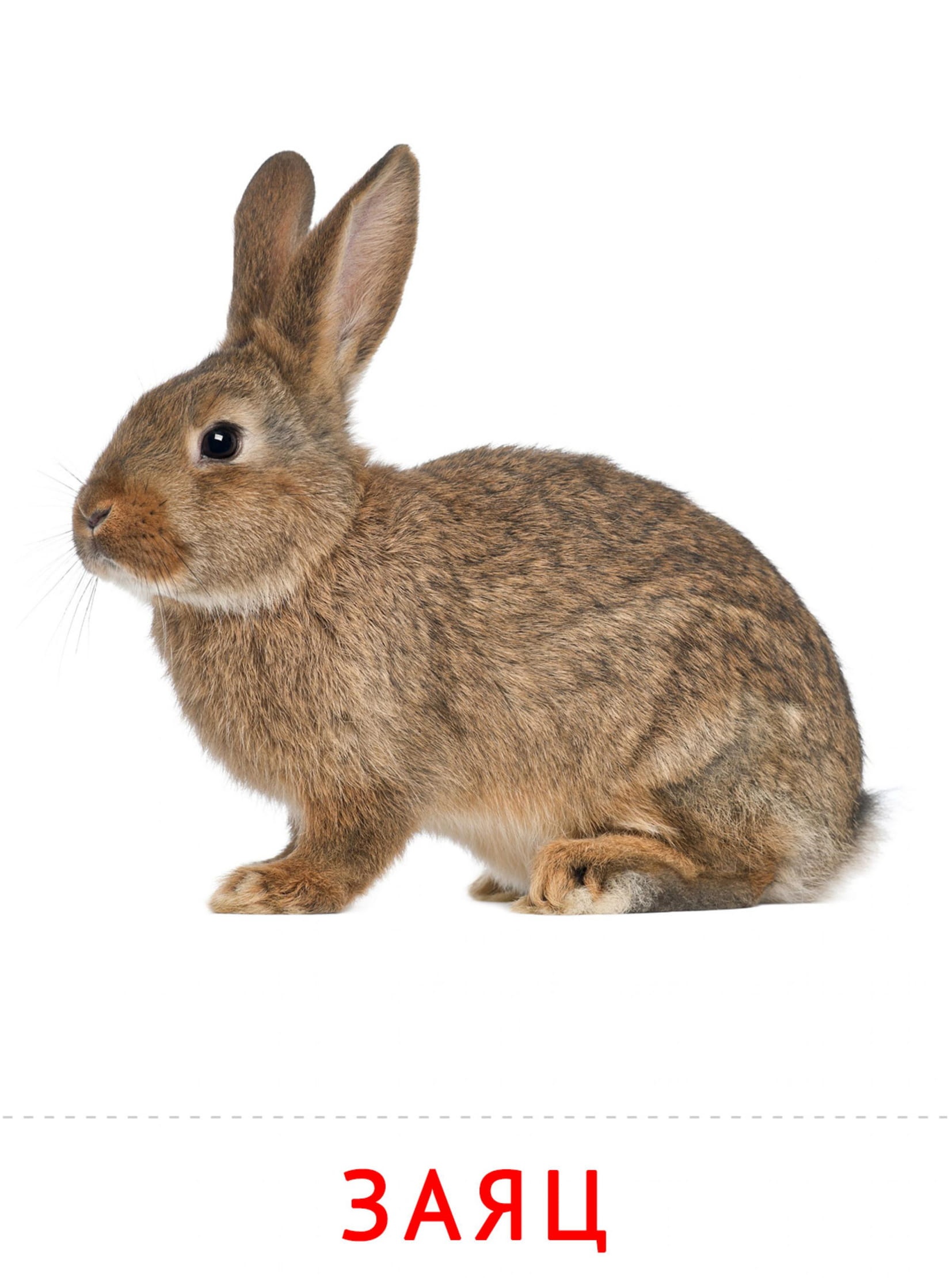 Карточки животные