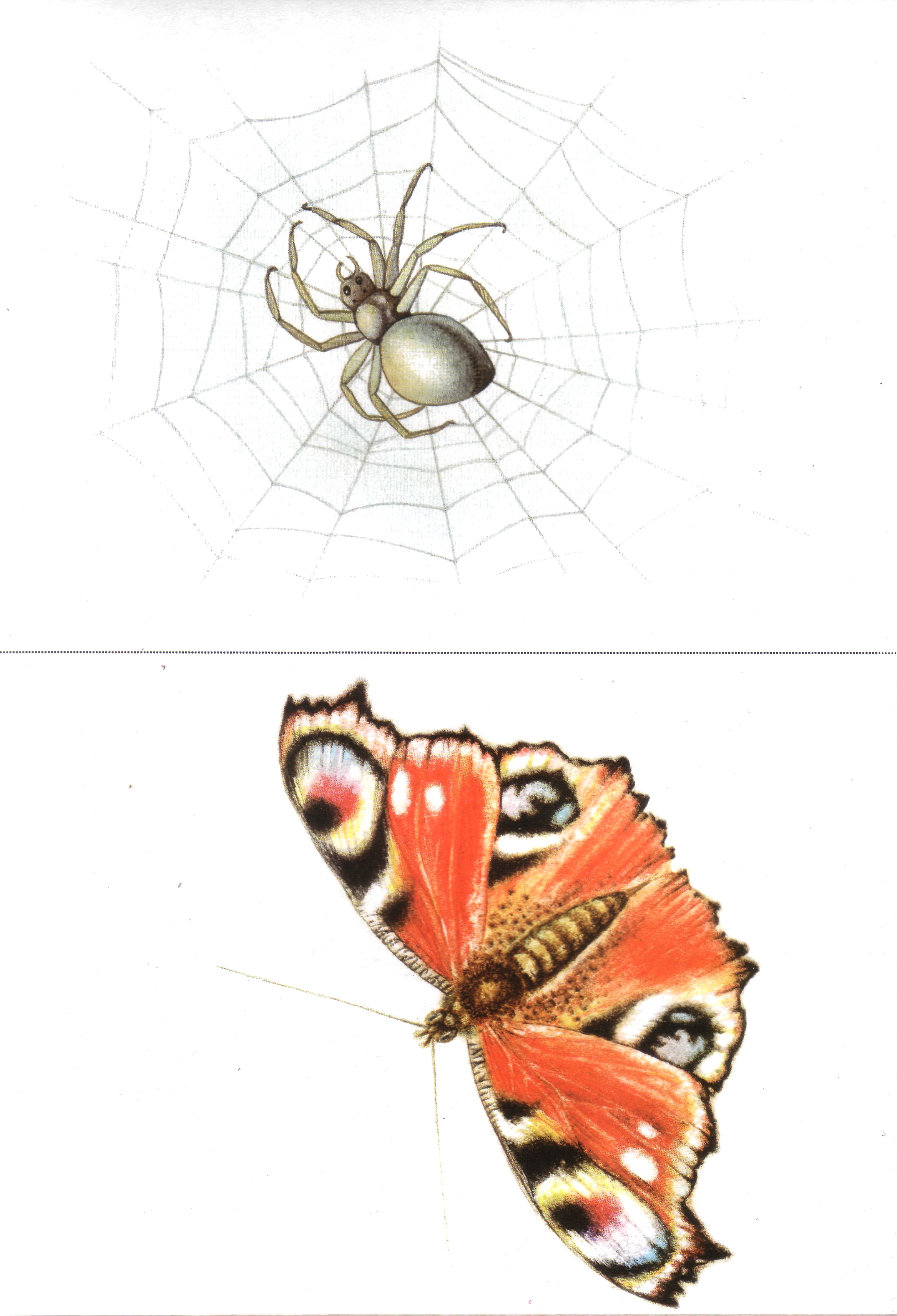 Карточки с насекомыми 