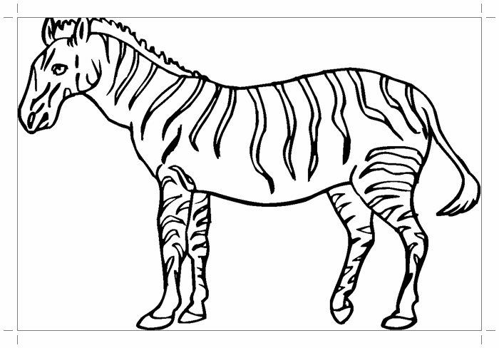Полосатая зебра