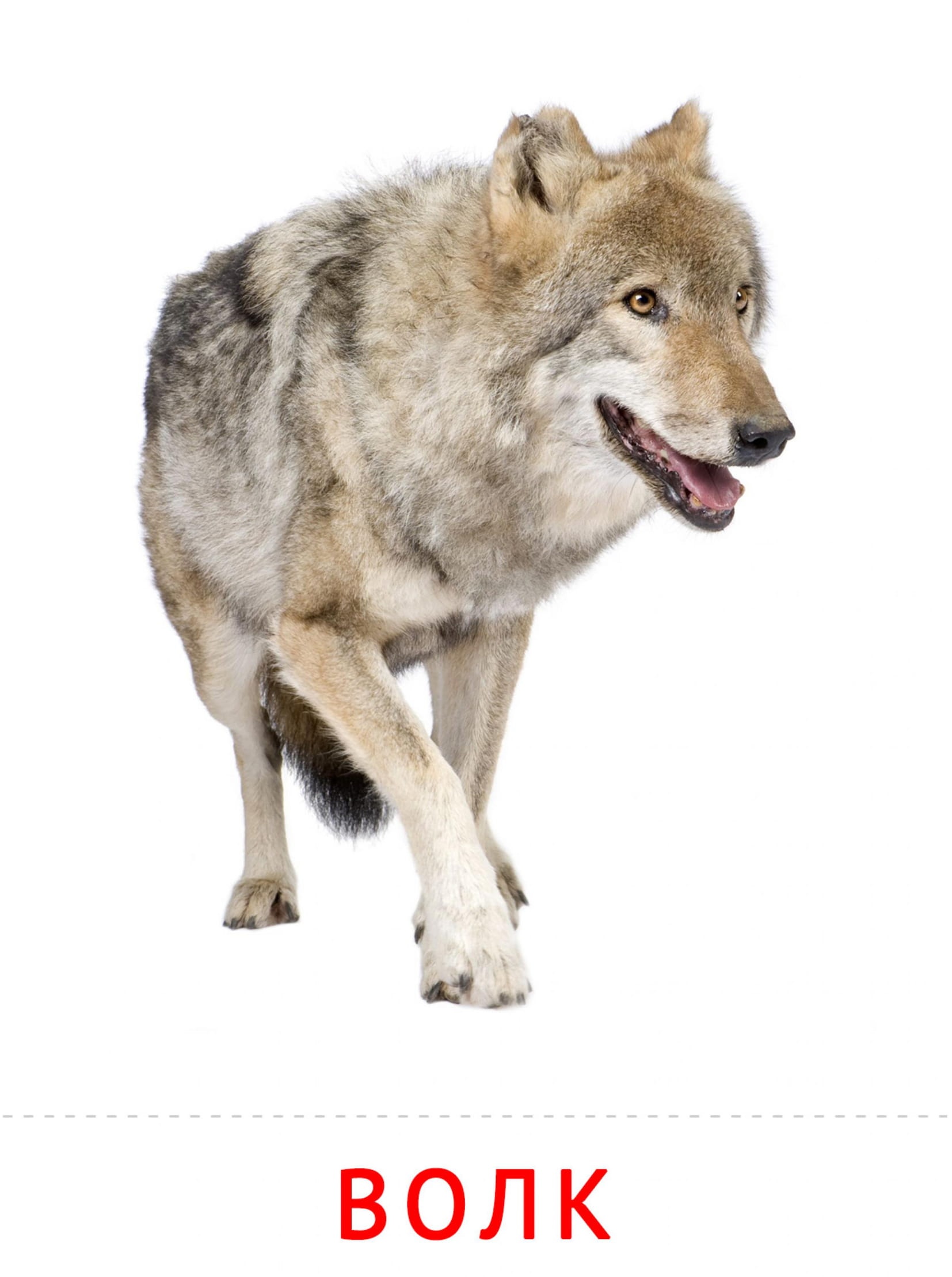 Карточки животные