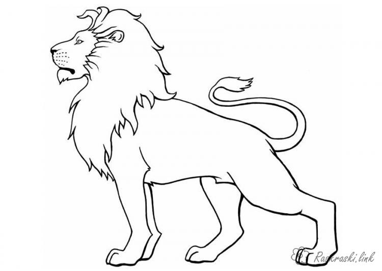 Раскраски для мальчиков. Африканские животные. Лев король зверей
