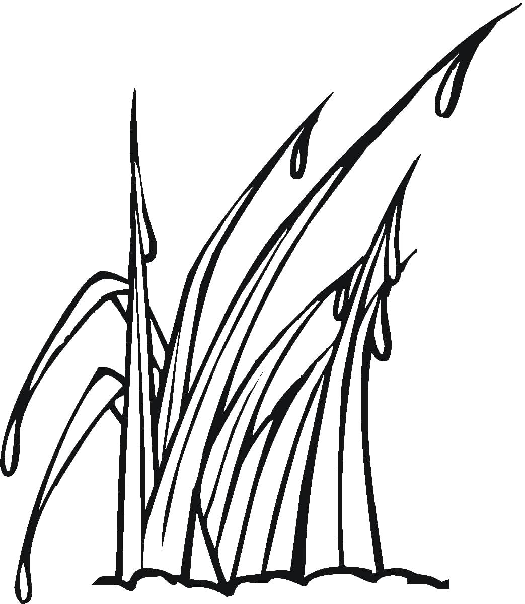 Трава в росе