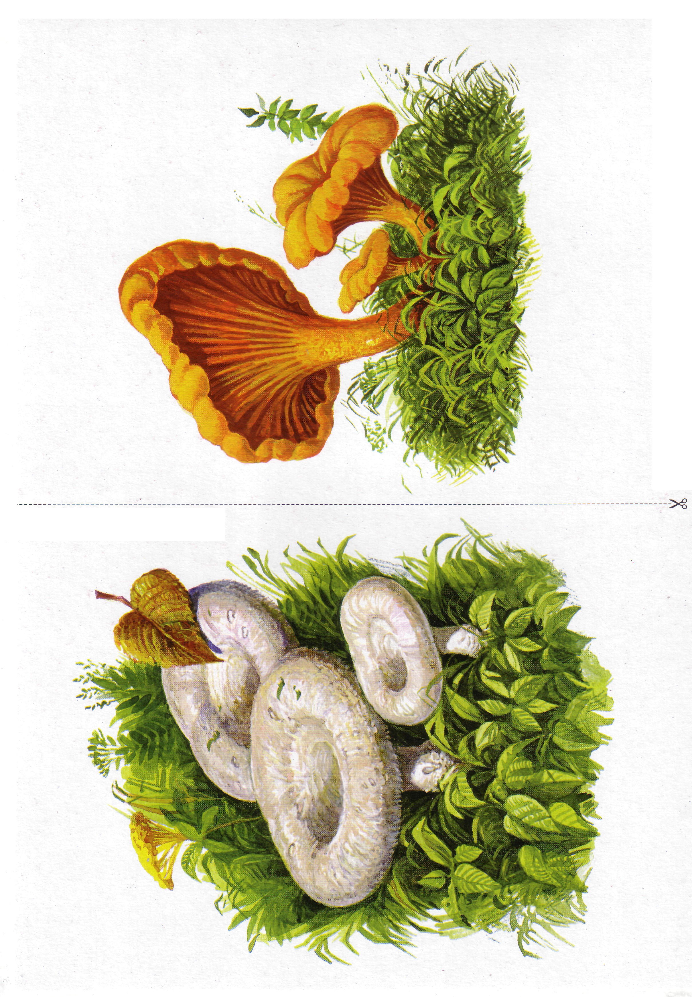 Карточки с деревьями кустарниками листьями и грибами