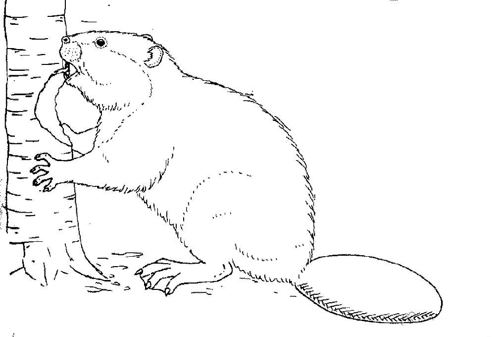 Животное бобер. Бобры могут строить платины и грызть деревья