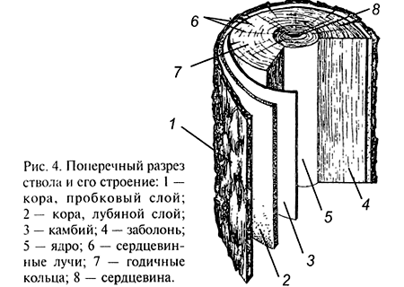 Строение березы схема