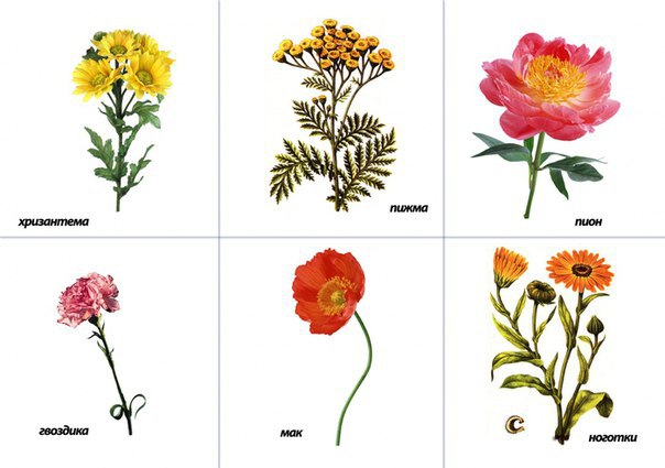Карточки с цветами