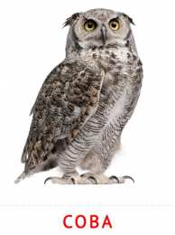 Птицы Карточки птицы