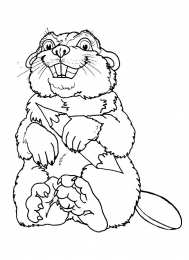 Бобер Животное бобер. Бобры могут строить платины и грызть деревья