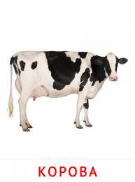 Животные Карточки животные