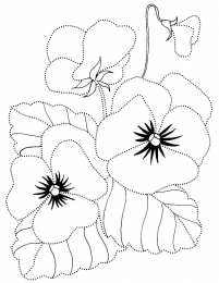 Фиалка Домашний цветок фиалки