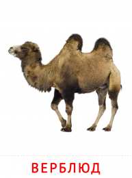 Животные Карточки животные