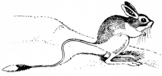 Тушканчик тушканчик. Животные степей. Грызуны