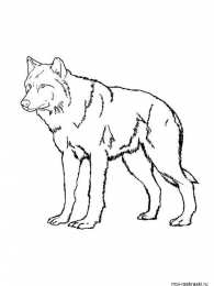 Волк Раскраски с  волком из мультфильма и сказки. Серый волк