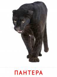 Животные Карточки животные