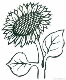 Подсолнух Подсолнух
