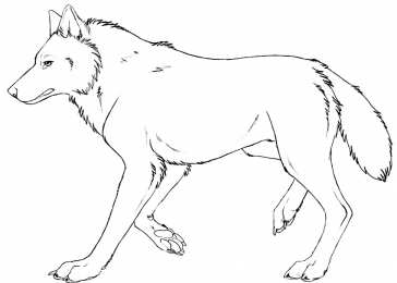Волк Раскраски с  волком из мультфильма и сказки. Серый волк