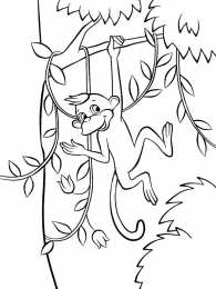 Обезьяна Обезьяны это животные которые едят бананы и лазают по деревьям