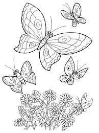 Бабочка красивые бабочки хорошего качества 