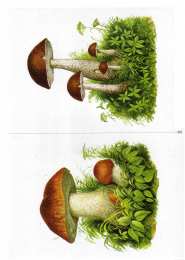 Окружающий мир Карточки с деревьями кустарниками листьями и грибами