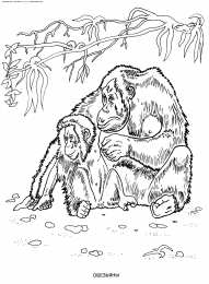 Орангутанг Обезьяна орангутанг. Самое умное животное после человека