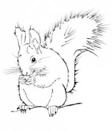 Белка Белка