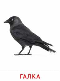 Птицы Карточки птицы