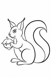 Раскраска Белка Белка Изучаем грызунов