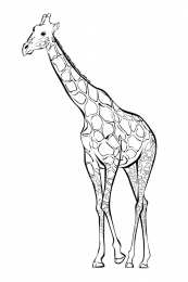 Жираф Животные Африки. Жираф